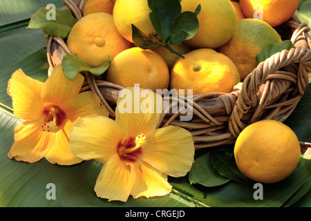 Korb mit frisch gepflückten Orangen in einem Weidenkorb auf einem Palmblatt Stockfoto