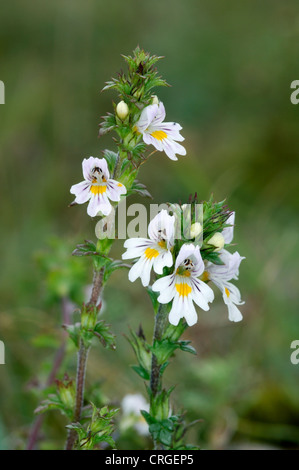 AUGENTROST Euphrasia Officinalis Agg. (Scrophulariaceae) Stockfoto