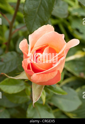 Rosa Mischung.  Fruchtigen Duft.  Große Blüte Form.  Blüht im Flush in der gesamten Saison.  Isobel Derby stieg Teehybride Stockfoto