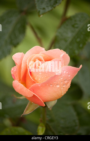 Rosa Mischung.  Fruchtigen Duft.  Große Blüte Form.  Blüht im Flush in der gesamten Saison.  Isobel Derby stieg Teehybride Stockfoto