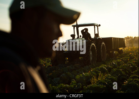 Mexikanische Migranten Landarbeiter in Upstate New York, Vereinigte Staaten Stockfoto