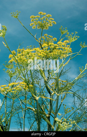 Fenchel Foeniculum Vulgare (Apiaceae) Stockfoto