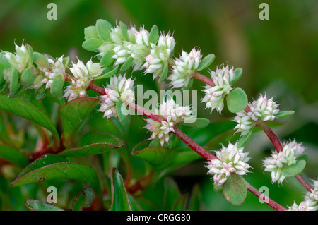 Korallen-Kette Illecebrum verticillatum Stockfoto