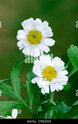 Das MUTTERKRAUT Tanacetum Parthenium (Asteraceae) Stockfoto