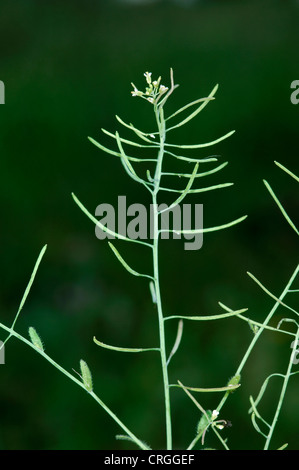 ACKERSCHMALWAND Arabidopsis Thaliana (Brassicaceae) Stockfoto