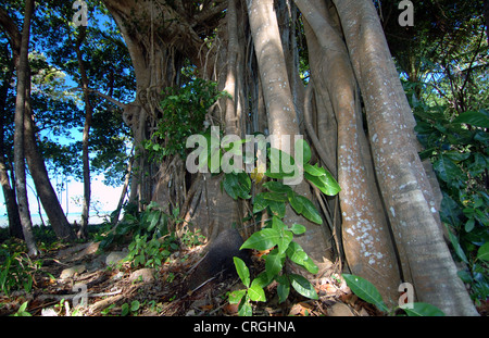 Massive Würgefeige im Küsten-Regenwald in der Nähe von Newell Beach, North Queensland, Australien Stockfoto