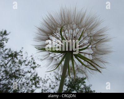 Wiese Goatsbeard Pod gegen Himmel Stockfoto