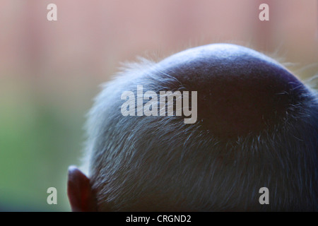 grauhaarige Glatze Stockfoto