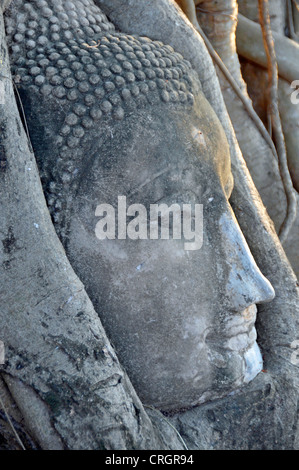 Bo-Baum (Ficus Religiosa), Sandstein Kopf einer Buddha-Statue zwischen den Wurzeln von einem Feigenbaum, Thailand, Ayutthaya, Wat Mahathat Stockfoto