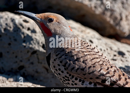 Nördlichen Flicker (Colaptes Auratus) rot-Shafted männlichen Nahaufnahme von einem kleinen Teich im Cabin Lake, Oregon, USA im Juni Stockfoto