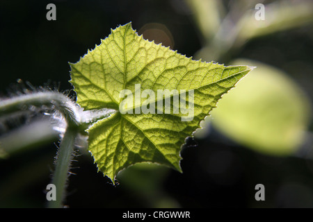 Blatt-Makro Stockfoto