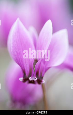 Cyclamen Hederifolium 'Ruby Glow', Nahaufnahme einer rosa Blume. Stockfoto