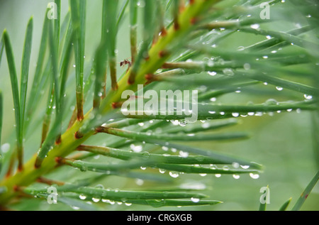 Pinus, Abies, Picea, Kiefer, Tanne, Fichte, Stockfoto