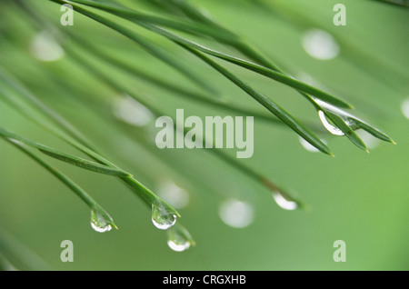 Pinus, Abies, Picea, Kiefer, Tanne, Fichte, Wassertropfen auf grünen Nadeln. Stockfoto