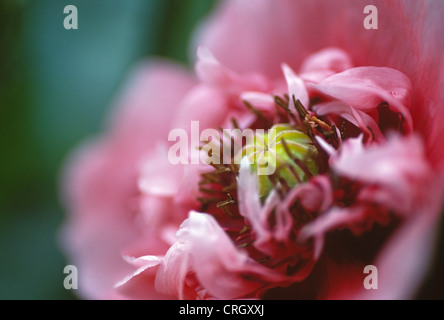 Mohn, Schlafmohn Papaver Somniferum, Stockfoto