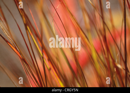 Stipa Arundinacea "Herbst Tönungen", Pheasant tail grass Stockfoto