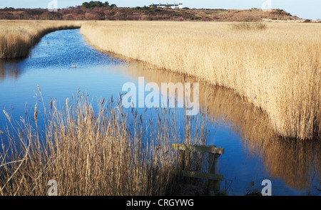 Phragmites Australis, Schilf, Segge Stockfoto