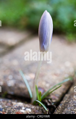 Crocus Vernus, Crocus Stockfoto