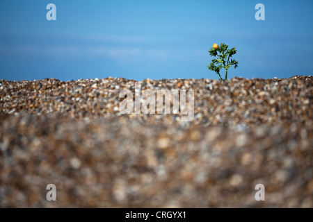 Glaucium Flavum, gelbe gehörnten Mohn Stockfoto