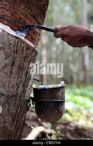 Gewinnung von Latex aus dem Gummibaum, Central Province, Papua New Guinea  Stockfotografie - Alamy