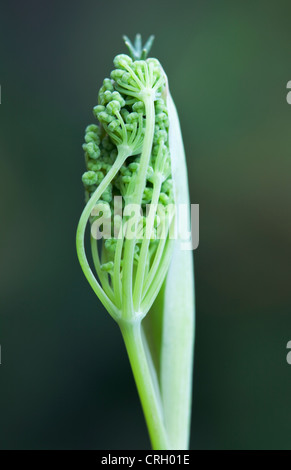 Foeniculum Vulgare, Fenchel Stockfoto