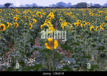 Helianthus Annuus, Sonnenblume Stockfoto