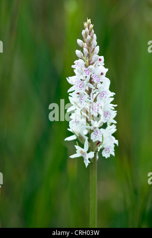 Dactylorhiza Maculata, Orchidee, Heide gesichtet Orchidee Stockfoto