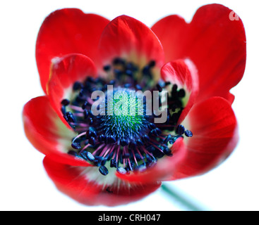 Anemone Coronaria "De Caen", Anemone Stockfoto