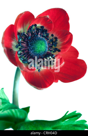 Anemone Coronaria "De Caen", Anemone Stockfoto