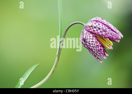 Fritillaria Meleagris, Fritillary, Schlange den Kopf fritillary Stockfoto