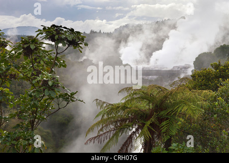 Urzeitlicher Szene am Te Puia geothermische Gebiet, Rotorua, Neuseeland Stockfoto