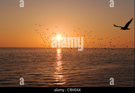 Eine Möwe fliegt an einer Muration von Staren vorbei, die im späten Winter über dem Meer gegen eine untergehende Sonne vom Brighton Pier, Sussex, Großbritannien, gesehen wird Stockfoto