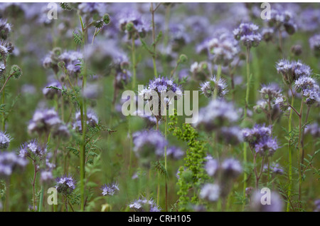 Phacelia Tanacetifolia, Skorpions Unkraut, reichlich violetten Blütentrauben auf langen grünen Stängel. Stockfoto