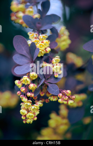 Berberis Thunbergii Atropurpurea, Berberitze Stockfoto