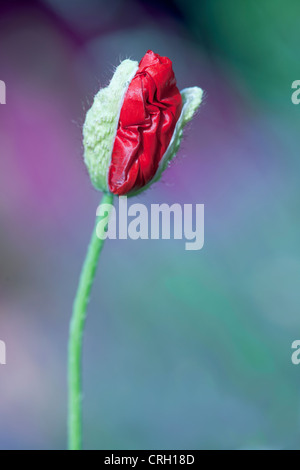 Papaver, Mohn Stockfoto