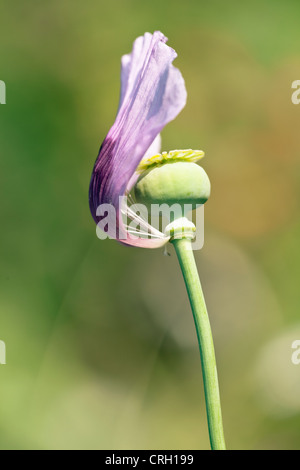 Mohn, Schlafmohn Papaver Somniferum, Stockfoto