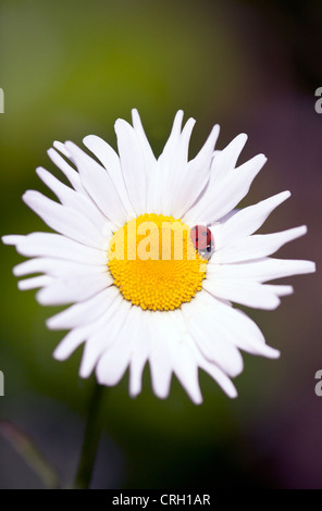 Bellis Perennis, Gänseblümchen, Lawn daisy Stockfoto
