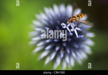 Echinops Ritro, Globe thistle Stockfoto