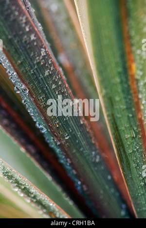 Phormium, Neuseeland Flachs Stockfoto