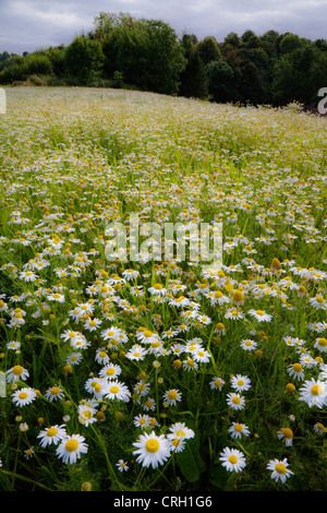 Matricaria Maritima, Mayweed, geruchlos mayweed Stockfoto