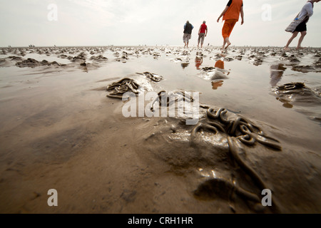 Wattwürmer und Touristen auf dem Wattenmeer bei Ebbe, Wattenmeer, UNESCO-Weltkulturerbe, Büsum, Deutschland Stockfoto