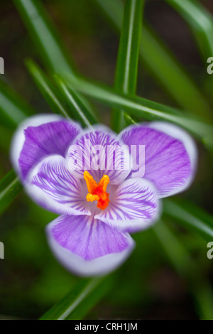 Crocus Vernus 'Pickwick' Crocus Stockfoto