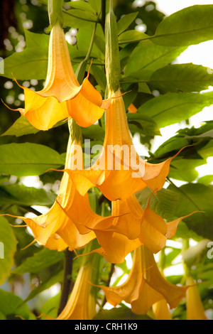 Brugmansia, Datura, Engelstrompeten Stockfoto