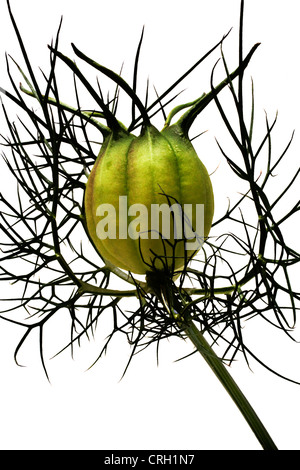 Nigella Damascena, Love-in-a-mist Stockfoto