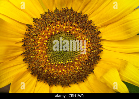 Helianthus Annuus "Russischen Riesen", Sonnenblume Stockfoto