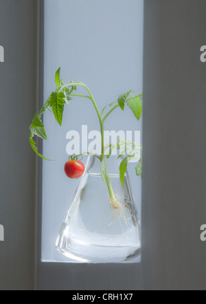 Lycopersicon Esculentum 'Gärtner Delight', Tomate Stockfoto