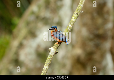 schöne juvenile Männchen blau-eared Eisvogel (Alcedo Jayakarta) auf Ast Stockfoto