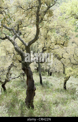 Quercus Suber, Korkeiche Stockfoto