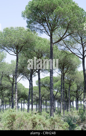 Pinus Pinea, Kiefer, Zirbe Stockfoto