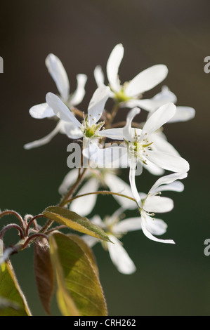 Amelanchier Lamarckii, verschneiten canescens Stockfoto